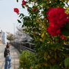 桜の中の赤い椿