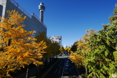 山下公園黄葉、半分強