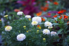 花壇