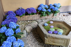 花手水、紫陽花
