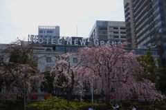 HOTEL NEW GRAND前しだれ桜