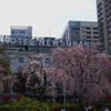 HOTEL NEW GRAND前しだれ桜