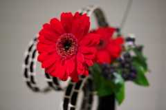 花展の花2