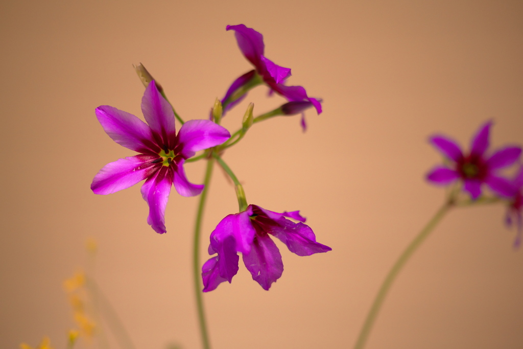 花展の花3
