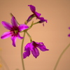 花展の花3