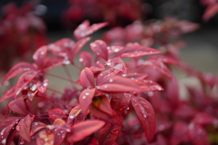 雨上がりの散歩