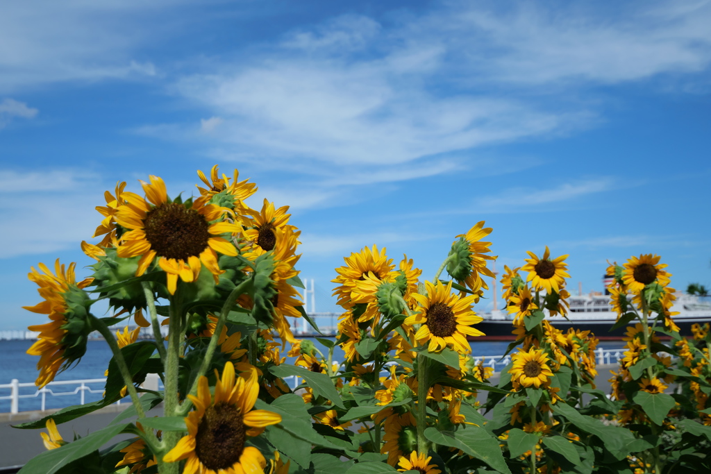 夏空ひまわり