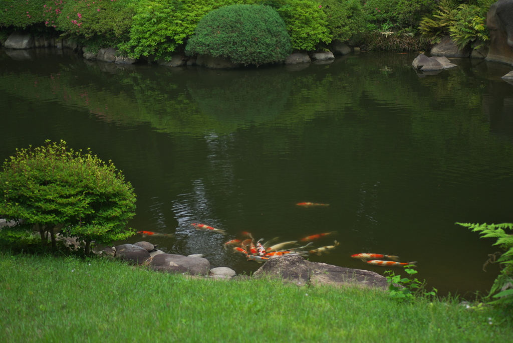 錦鯉群がる池