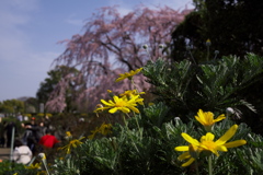 皆が群がるしだれ桜をバックに