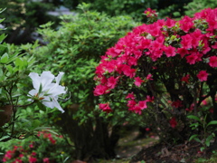 つつじ始まり、紅白