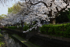 二ヶ領用水の桜