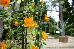 箱根ガラスの森_花2020
