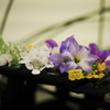 花展の花4