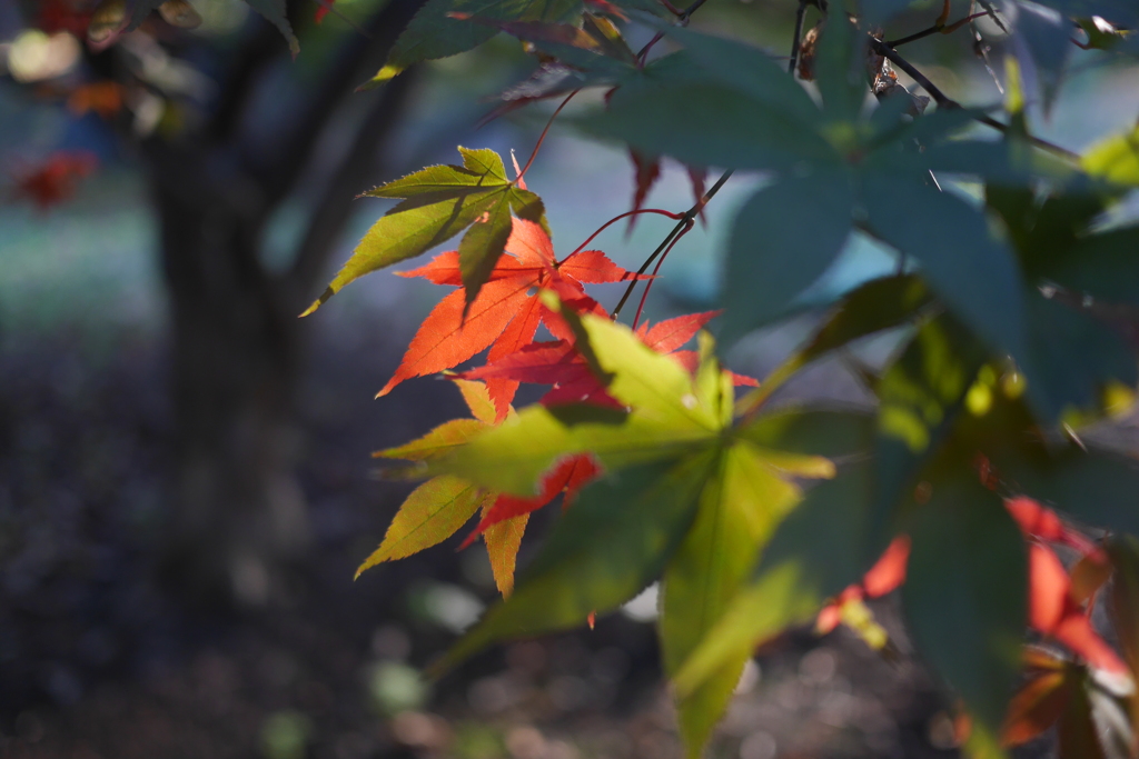 紅葉始まり