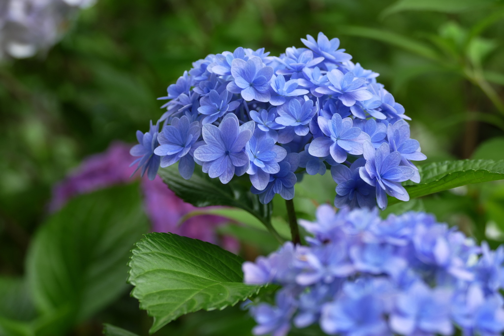 新種かな？紫陽花