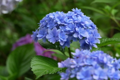 新種かな？紫陽花