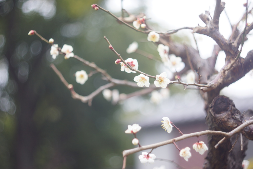 雨上がりの白梅３