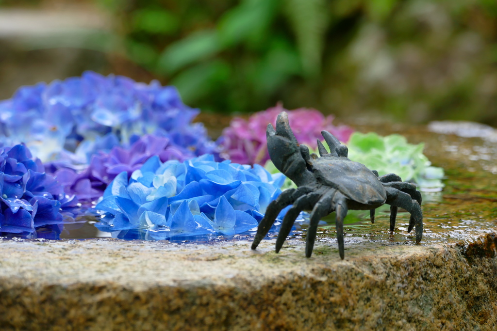 カニ躍る花手水