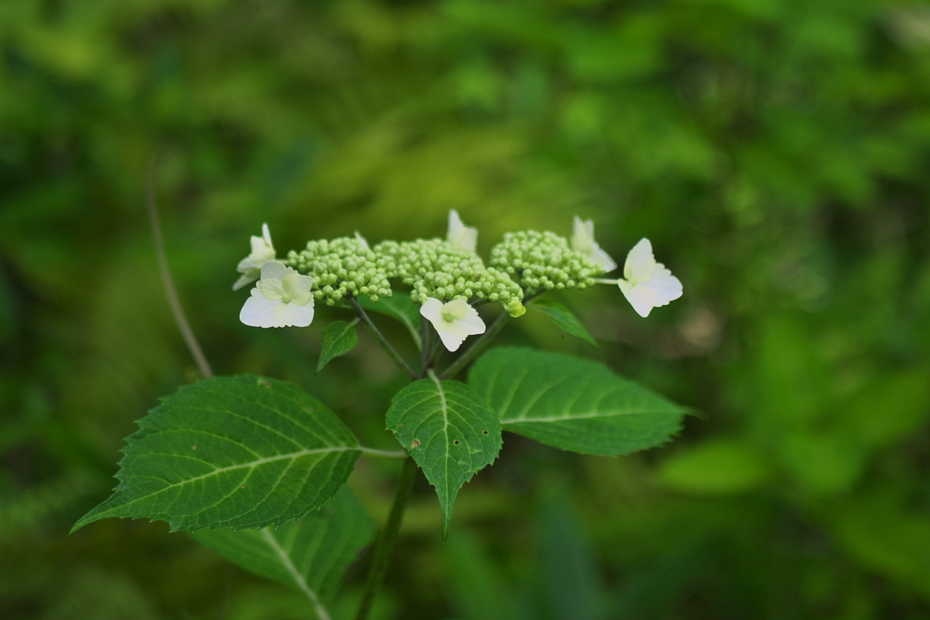 紫陽花はこれから