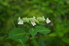紫陽花はこれから