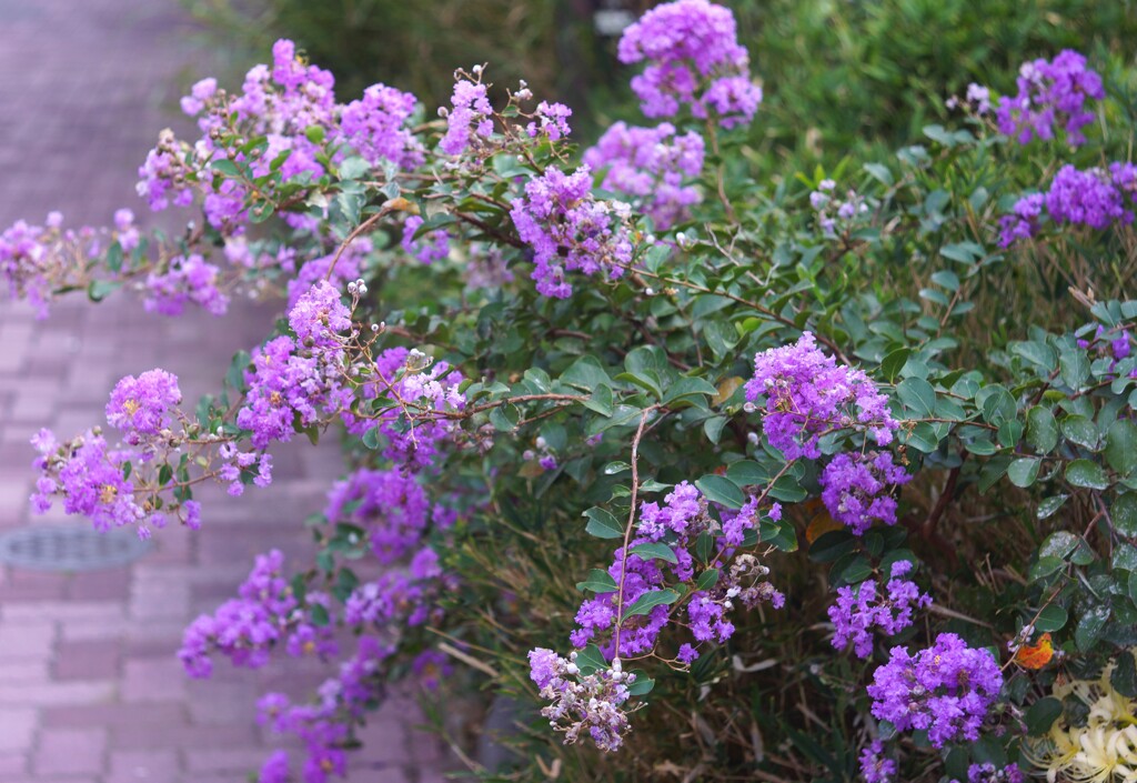 散歩道お花１