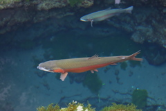 忍野八海ニジマス