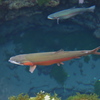 忍野八海ニジマス