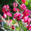 梅宮大社 紅梅