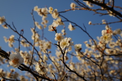 朝陽を浴びる白梅