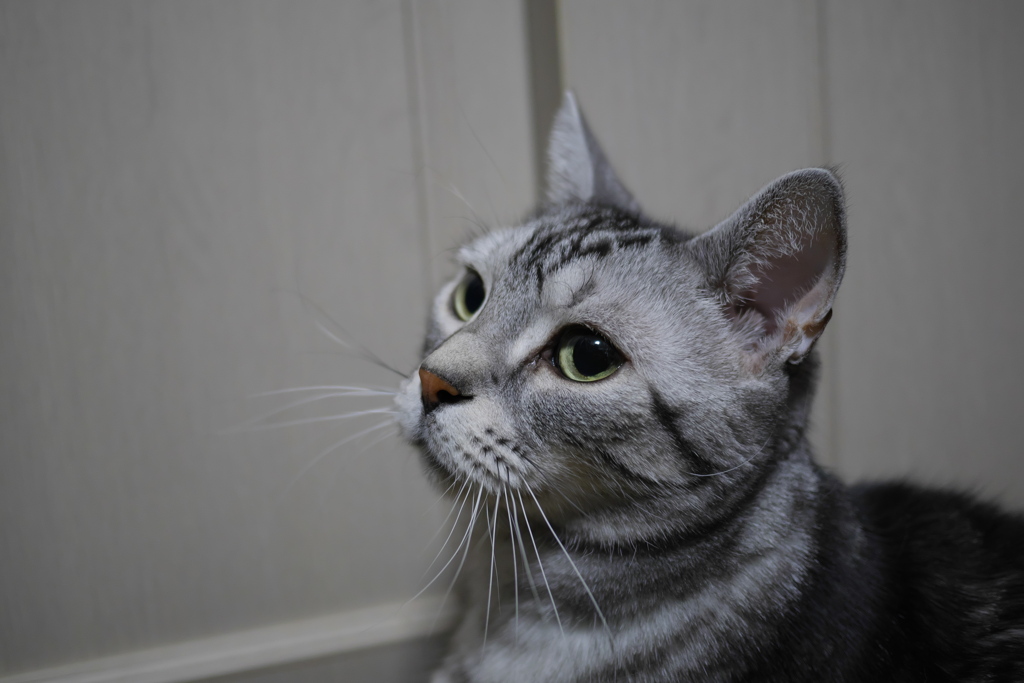 ちょっと機嫌が悪い猫