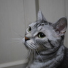 ちょっと機嫌が悪い猫