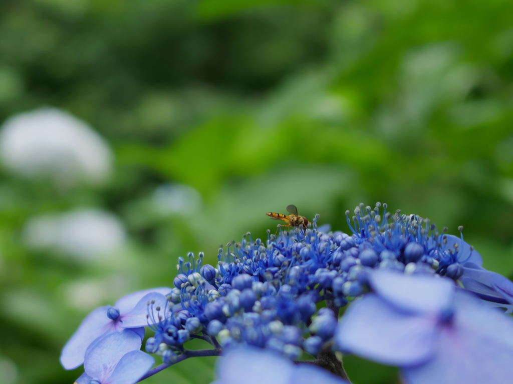 山梨の紫陽花はまだ元気