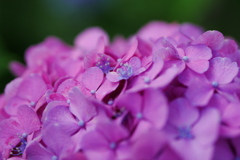 最後の紫陽花Ⅱ
