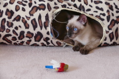 何を見ているの