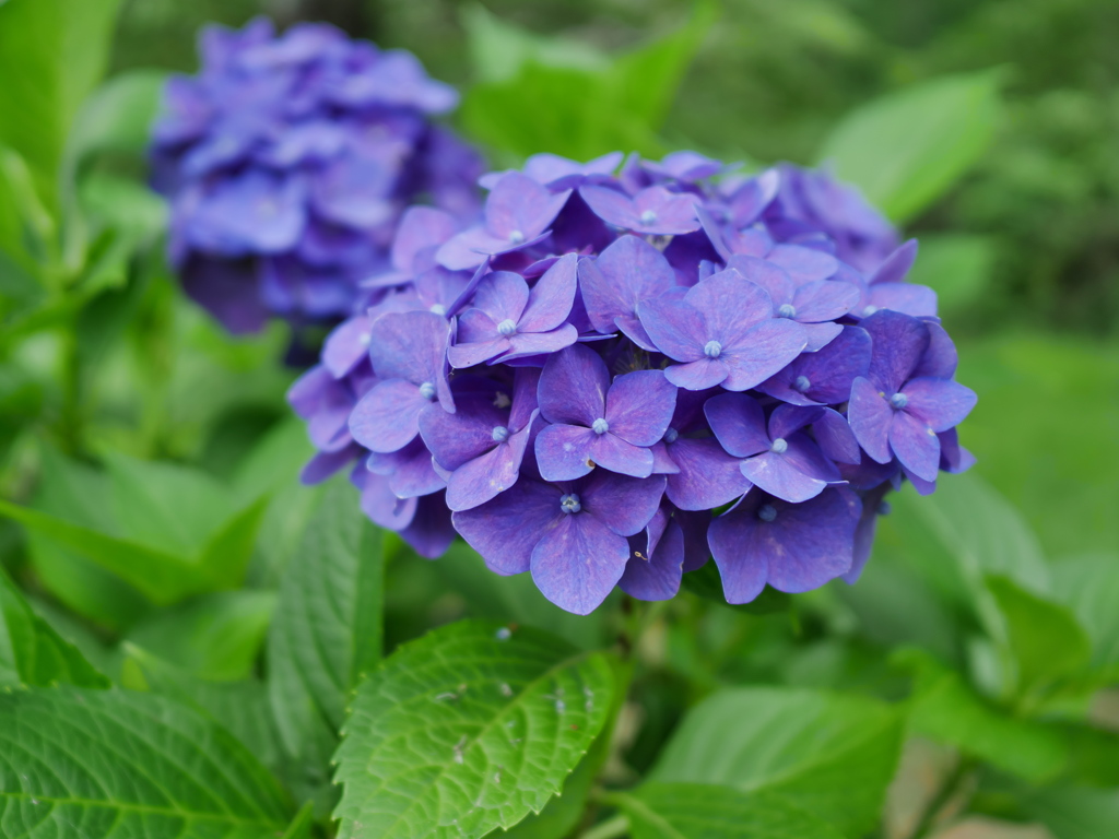 7月紫陽花、韮崎