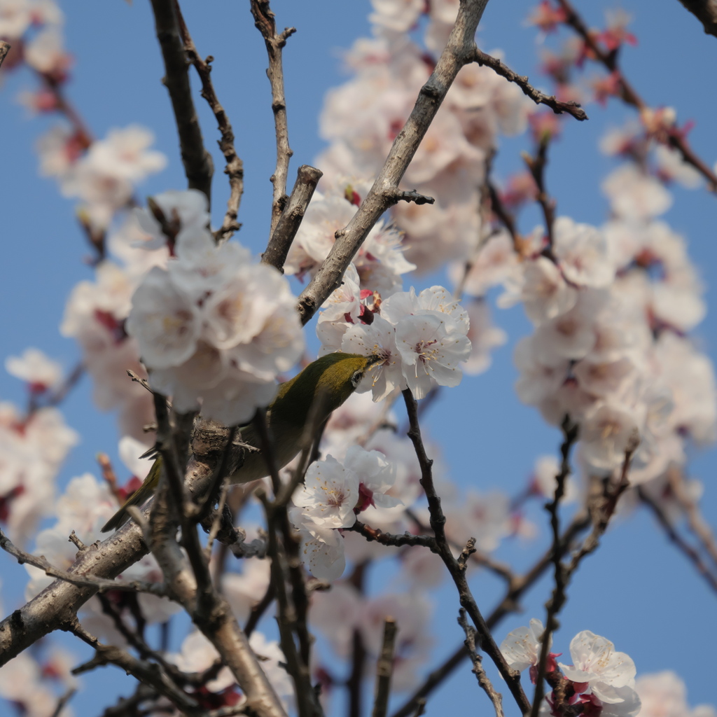 メジロの茶色頭