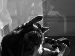 今日もきれいに、念入りに