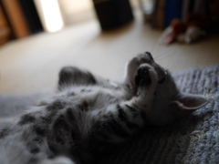 子猫のリラックスひととき
