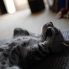 子猫のリラックスひととき
