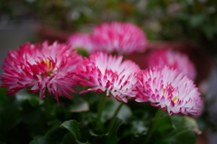 散歩道の花エゾギク