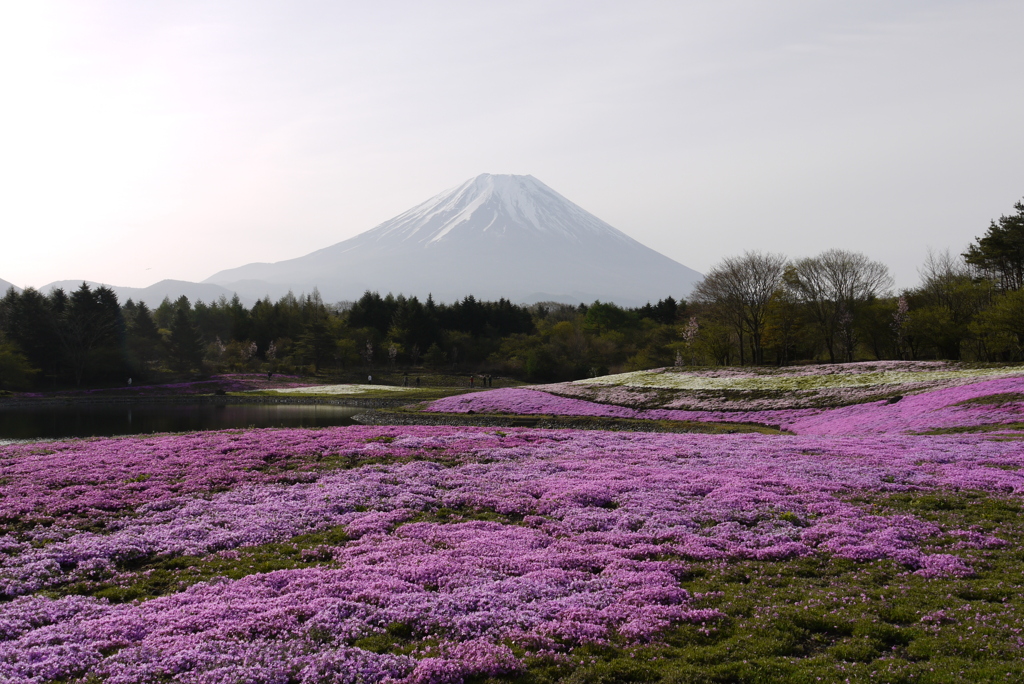 芝桜富士