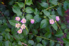 散歩道お花３