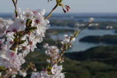 志摩リアス海岸をバックに桜八分