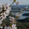 志摩リアス海岸をバックに桜八分