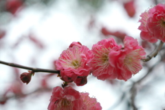 紅梅咲き始めた北野天満宮