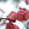 紅梅咲き始めた北野天満宮