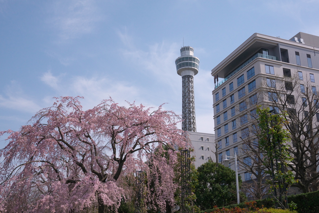 山下公園しだれ桜
