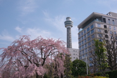 山下公園しだれ桜