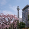 山下公園しだれ桜