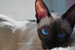 すてきな青い目